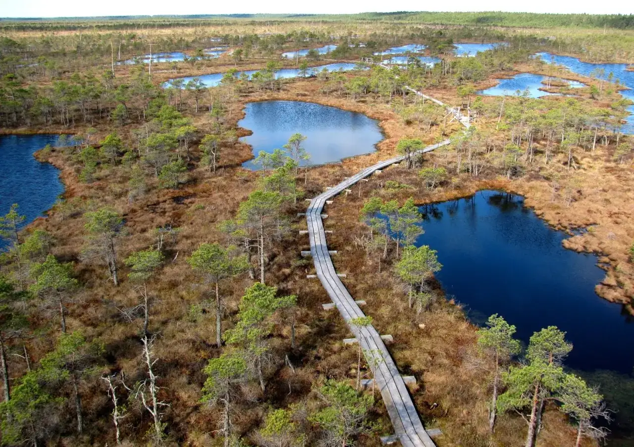 Drewniana kładka wije się przez malownicze jeziora i sosnowy las w Parku Narodowym Kemeri.