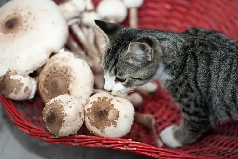Czy koty mogą jeść pieczarki? Dowiedz się, dlaczego to niebezpieczne