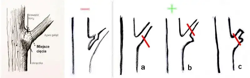Przycinanie drzew owocowych: Krok po kroku do zdrowych plonów