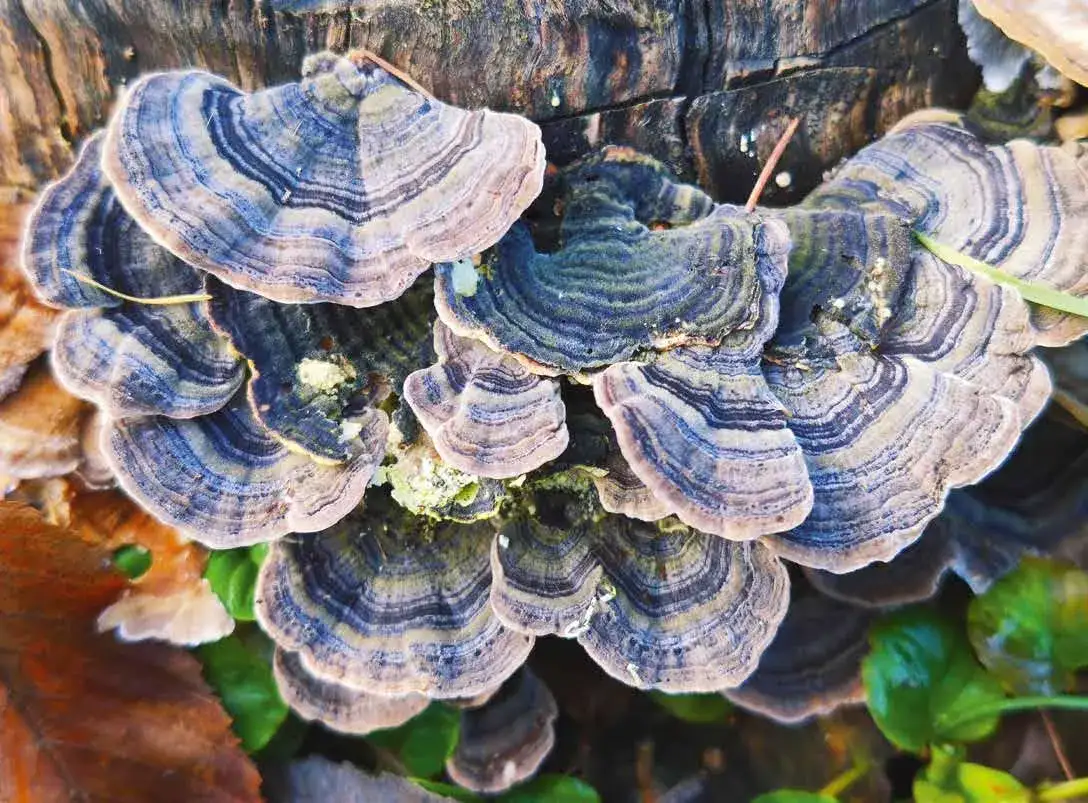 Grzyby jadalne rosnące na pniach drzew