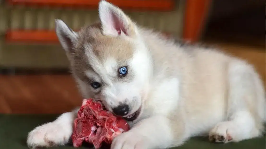 Co może jeść 2-miesięczny szczeniak – dieta, zakazy i porady dla zdrowia