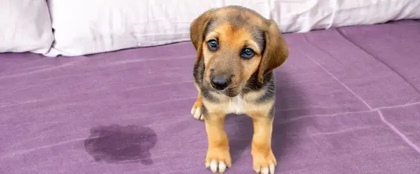 Jak nauczyć szczeniaka czystości - skuteczne metody i porady