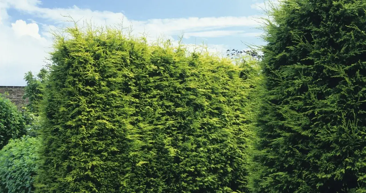 Cyprys czy tuja - który wybór zapewni piękny żywopłot?