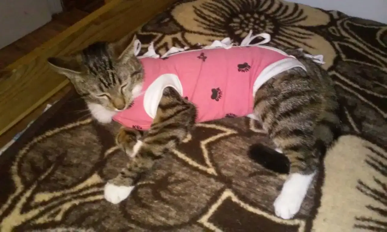 Łatwe ubranko pooperacyjne dla kota: domowy sposób na szybką rekonwalescencję