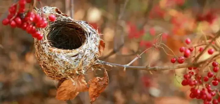Syndrom opuszczonego gniazda objawy: jak radzić sobie z emocjami