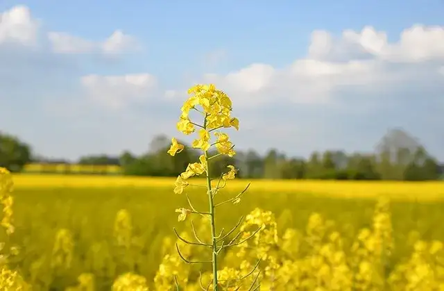 Jak długo kwitnie rzepak? Poznaj kluczowe czynniki i terminy
