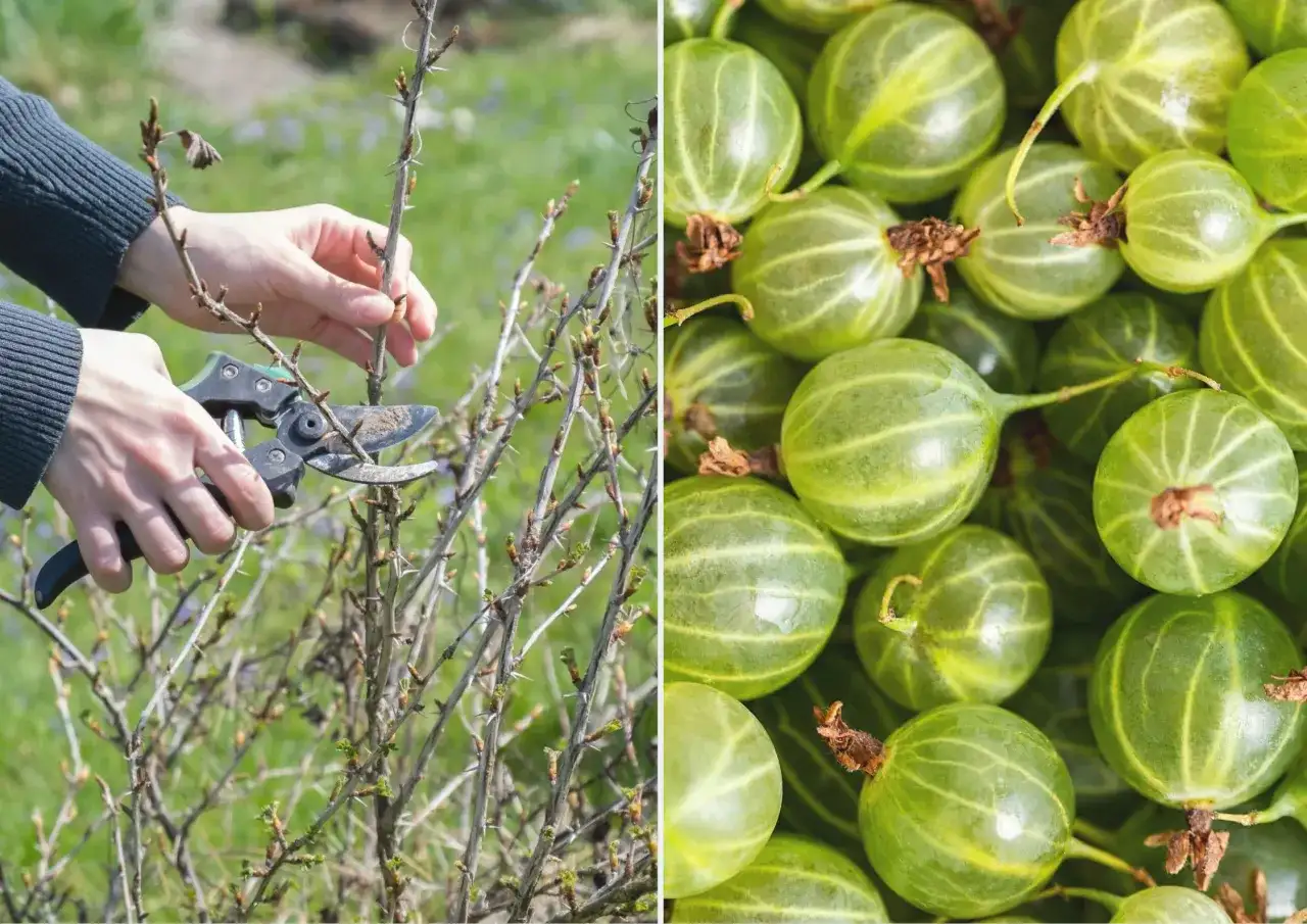 Przycinanie agrestu na pniu: Kiedy i jak? Zbiory gwarantowane!