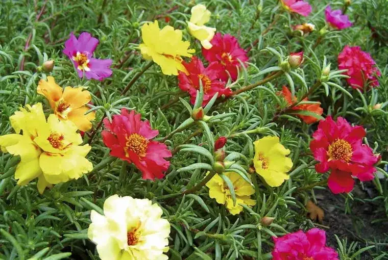 Nasiona kwiatów jednorocznych: jak wybrać i uprawiać z sukcesem