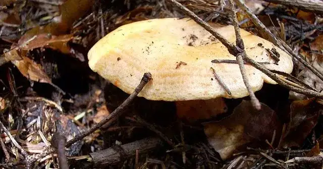 Lepszy rydz niż nic – co to znaczy i kiedy używać tego powiedzenia?