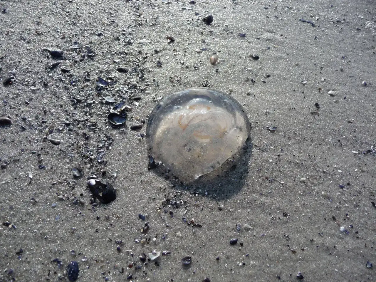 Czy meduzy w Bałtyku parzą? Dowiedz się, które są niebezpieczne