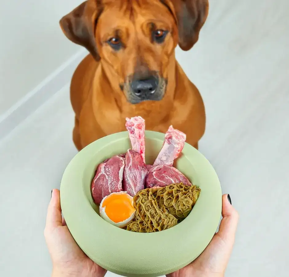 Czy pies może jeść podroby? Odkryj korzyści i zagrożenia