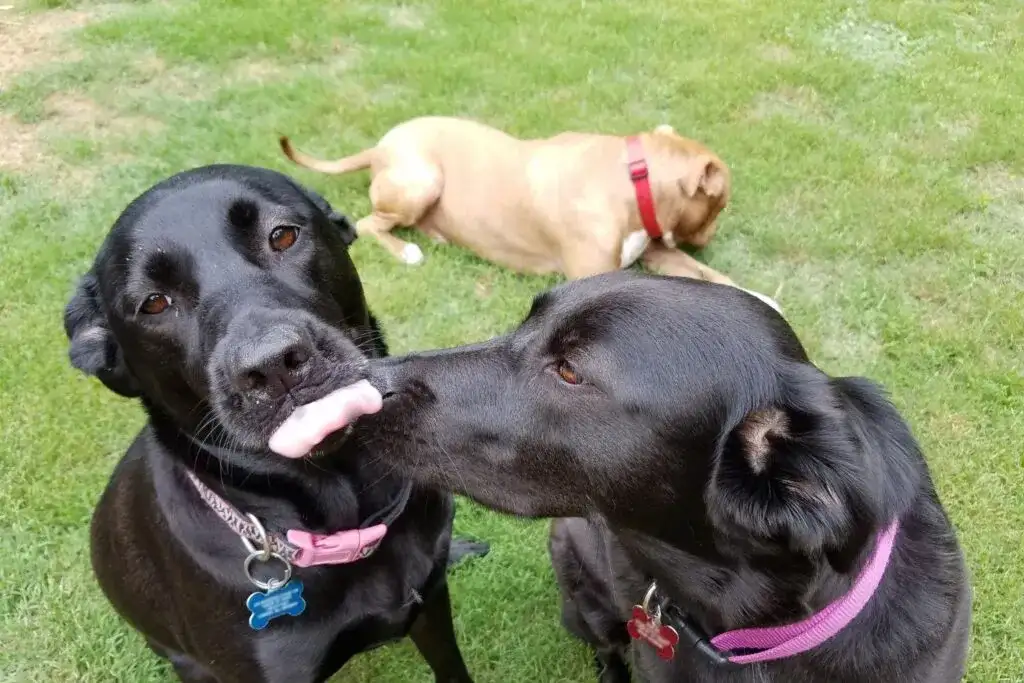 Jak założyć hotel dla psów i uniknąć najczęstszych błędów