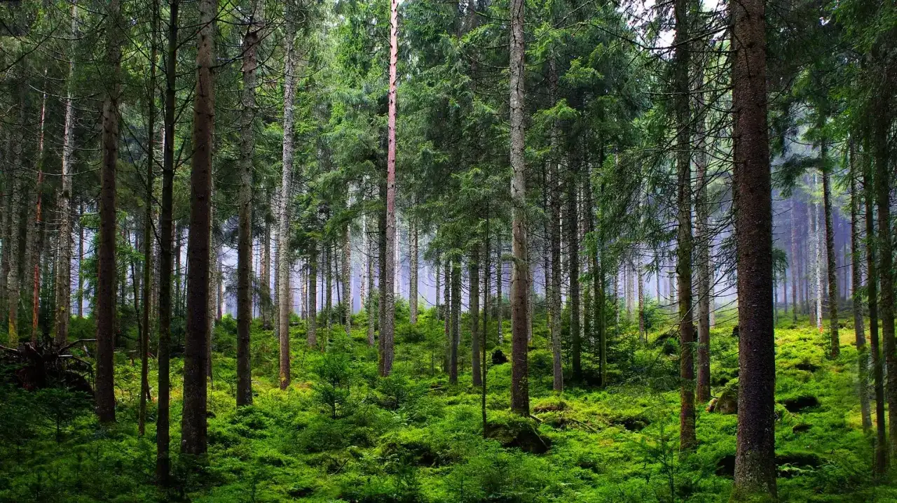 Gęsty, zielony las iglasty, przypominający krajobraz parków narodowych i rezerwatów przyrody.
