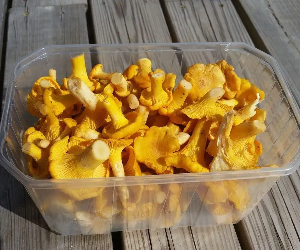 Mrożenie kurek: jak uniknąć goryczki? Sprawdzone metody!