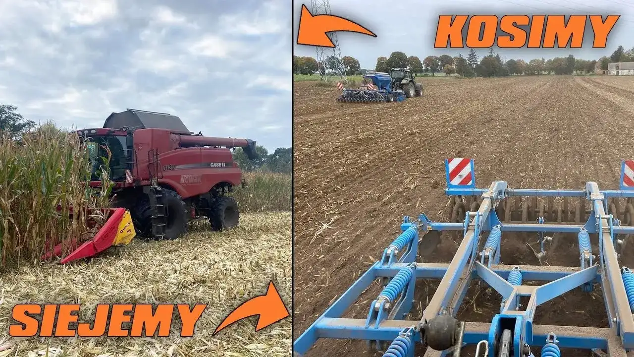 Koszenie kukurydzy: Jak prawidłowo przeprowadzić ten zabieg na polu?