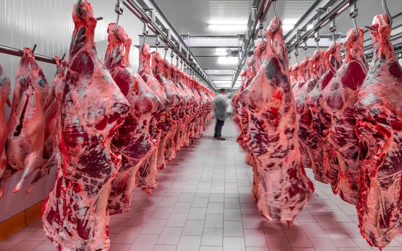 Ubojnia wołowiny: Jak zapewnić jakość i dobrostan zwierząt?