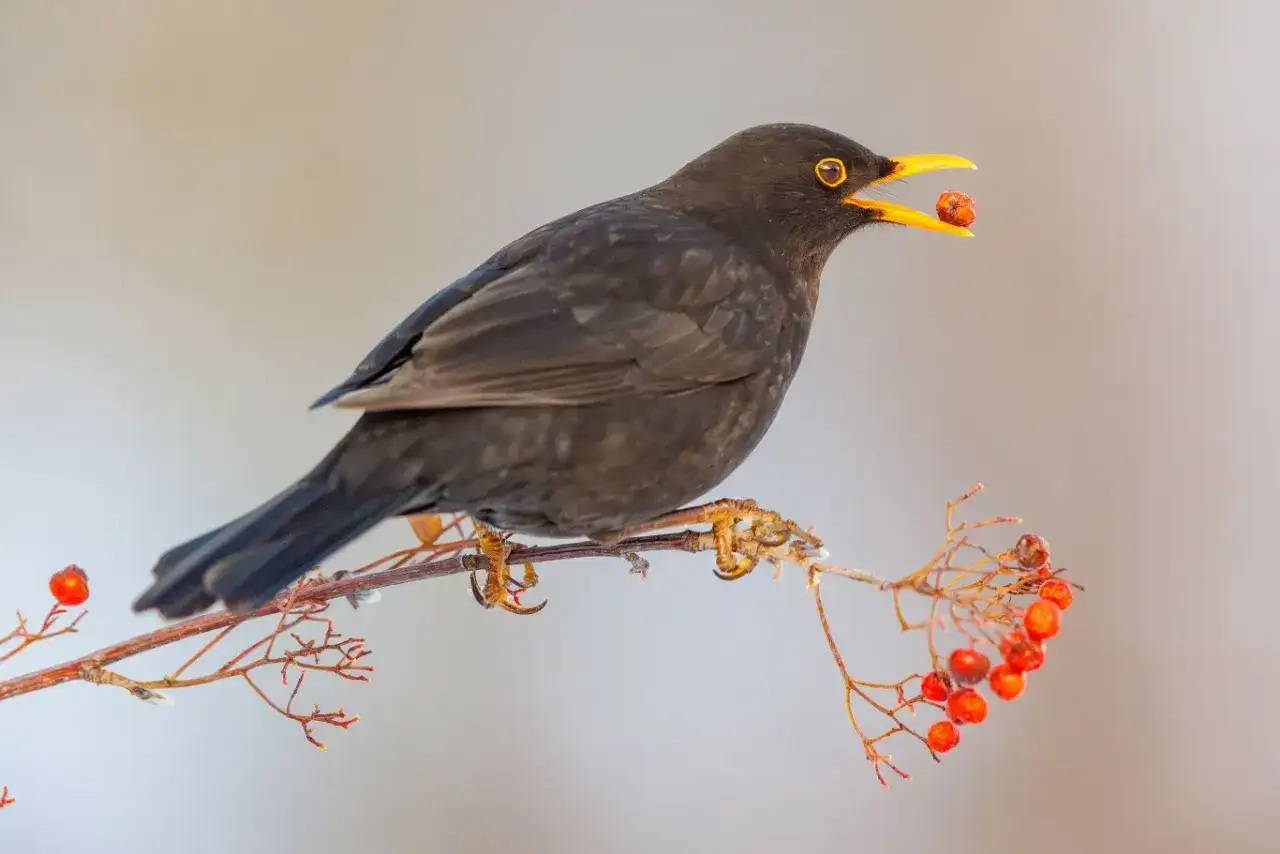 Czarny kos z jagodą w dziobie na gałązce jarzębiny. Czy kosy zimują w Polsce? Tak, ten ptak udowadnia, że tak!