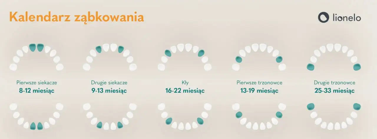 Lakowanie zębów od kiedy? Optymalny wiek i kalendarz dla dziecka