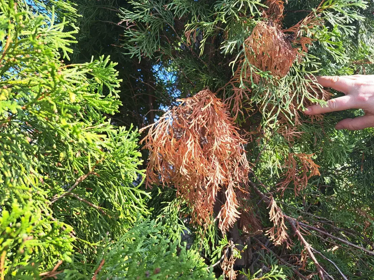Suchy, brązowy fragment żywotnika obok zielonych gałązek. Dłoń dotyka igieł.