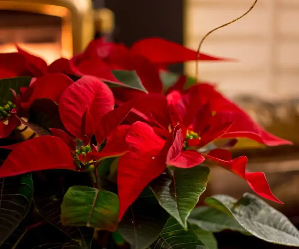 Gwiazda betlejemska jest trująca dla kota: Jak chronić swojego pupila