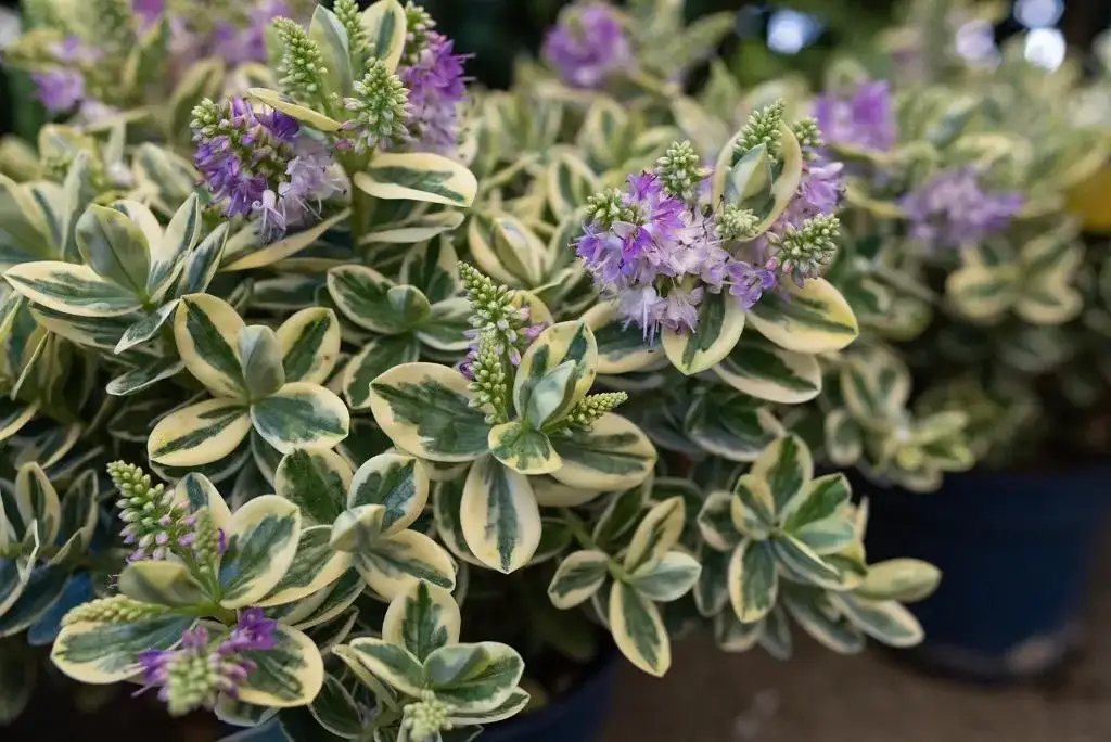 Czy hebe zimuje w gruncie? Poznaj prawdę o mrozoodporności tej rośliny