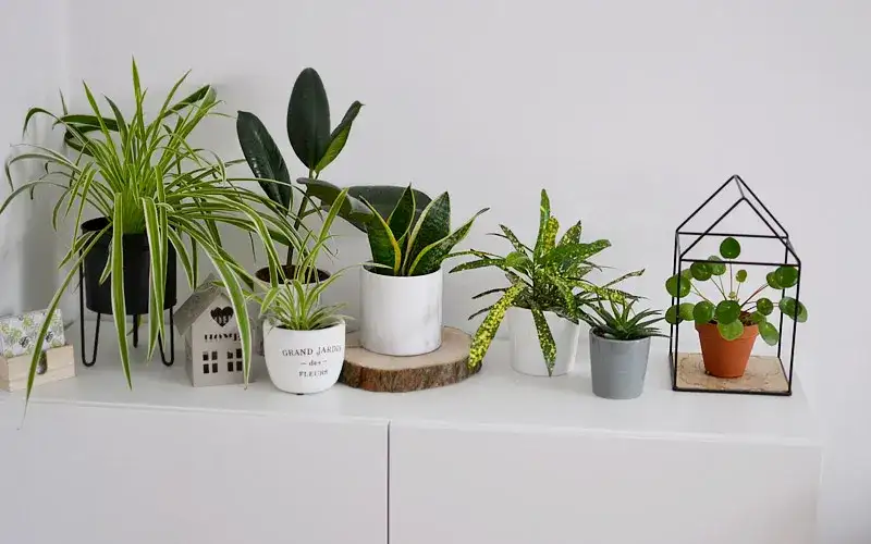 Idealne rośliny na kwietnik: wybierz i zaaranżuj swoją miejską dżunglę