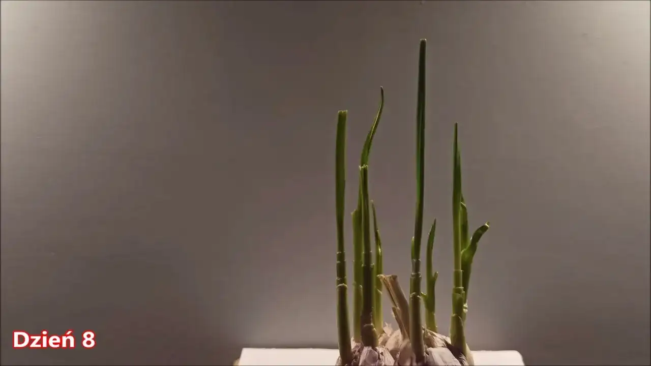 Jak uprawiać czosnek w domu - proste sposoby na obfite plony