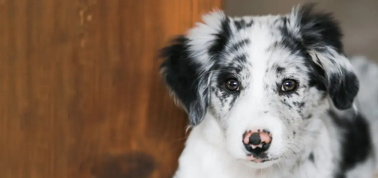 Czy pies może jeść frytki? Odkryj ryzyko dla zdrowia pupila