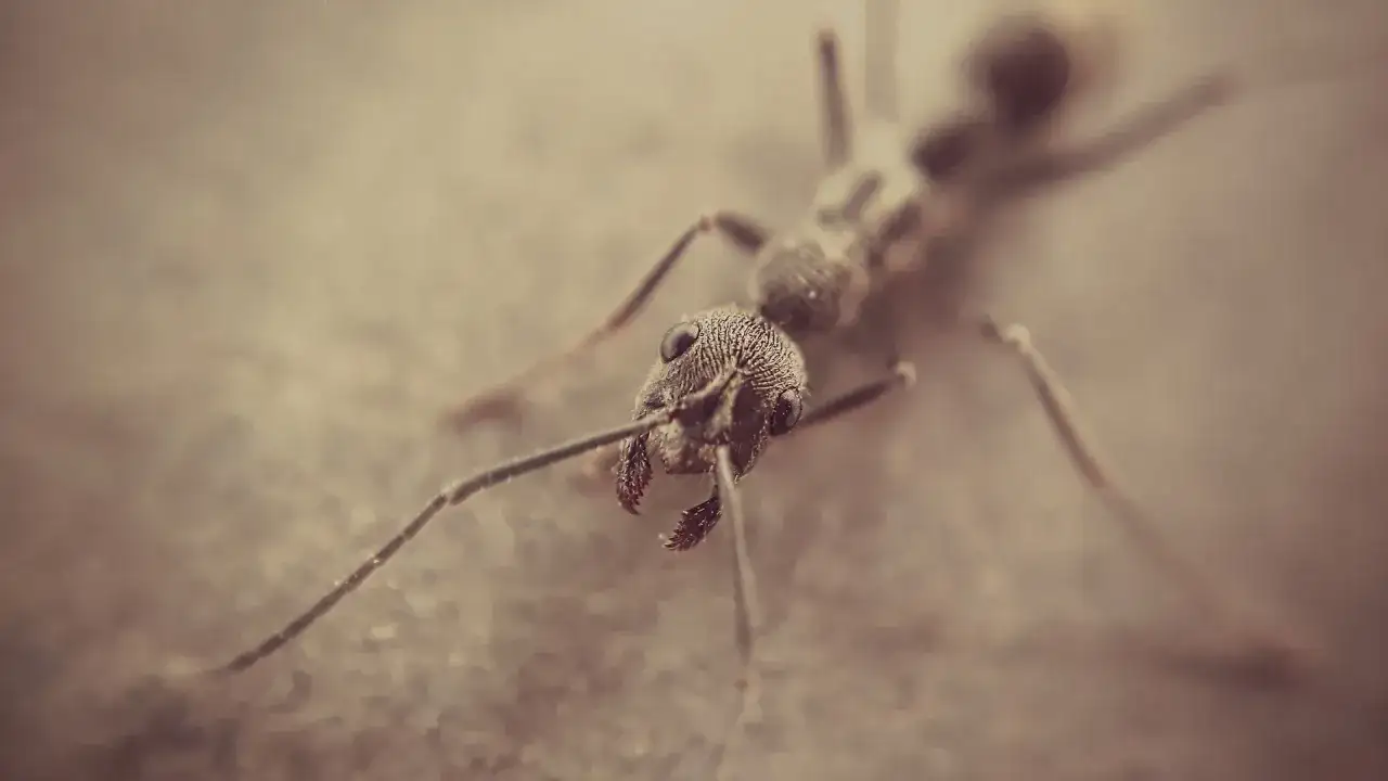 Jak zacząć hodowlę mrówek: kluczowe kroki i najczęstsze błędy