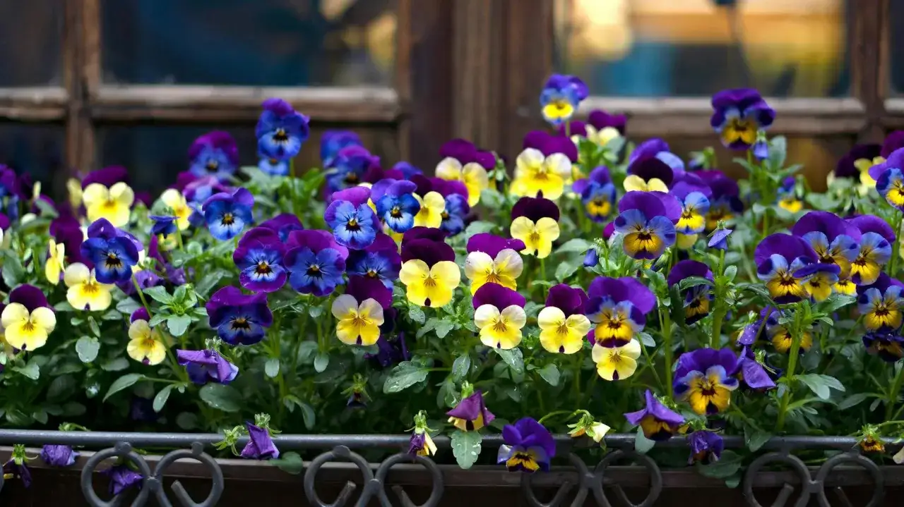 Czy bratki są trujące dla kotów - poznaj prawdę i uniknij zagrożenia