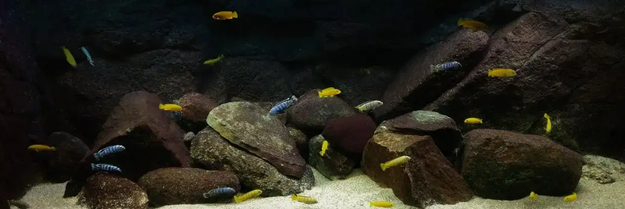 Jak zrobić tło do akwarium ze styropianu - proste kroki i porady