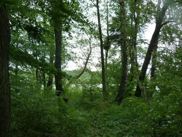 Rezerwat przyrody Ostrzycki Las: tajemnice fauny i flory czekają