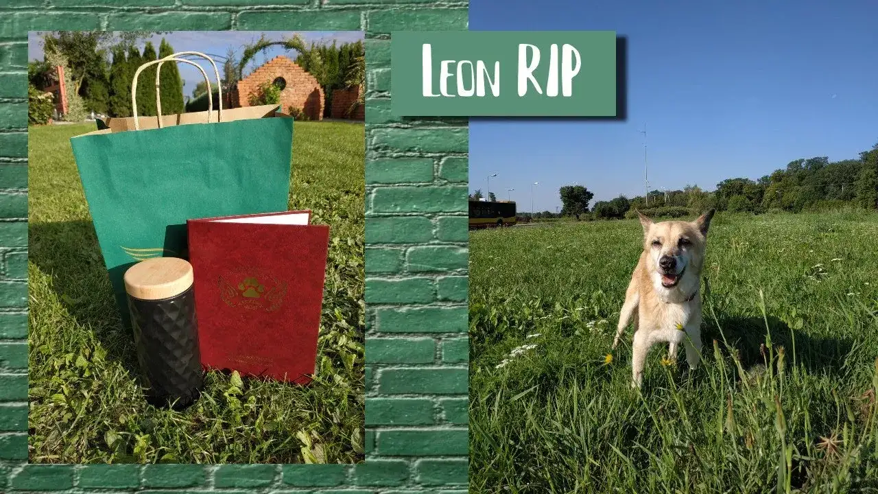 Ile kosztuje kremacja psa w UK? Sprawdź ceny i ważne informacje