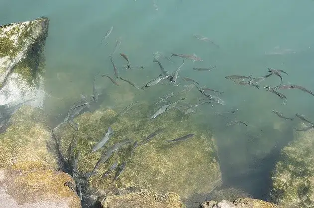 Jakie ryby przyciąga zapach kryla i jak go skutecznie używać