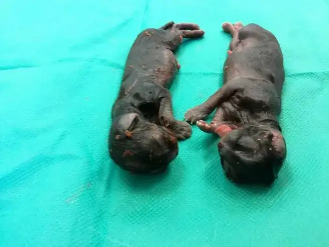 Co robi kotka z martwym kociakiem? Poznaj instynkty i jak pomóc