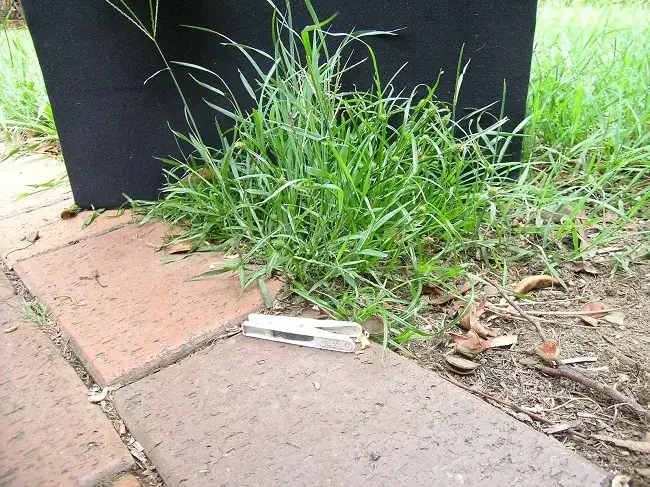 Chwast perz: jak skutecznie zwalczyć ten uciążliwy chwast?