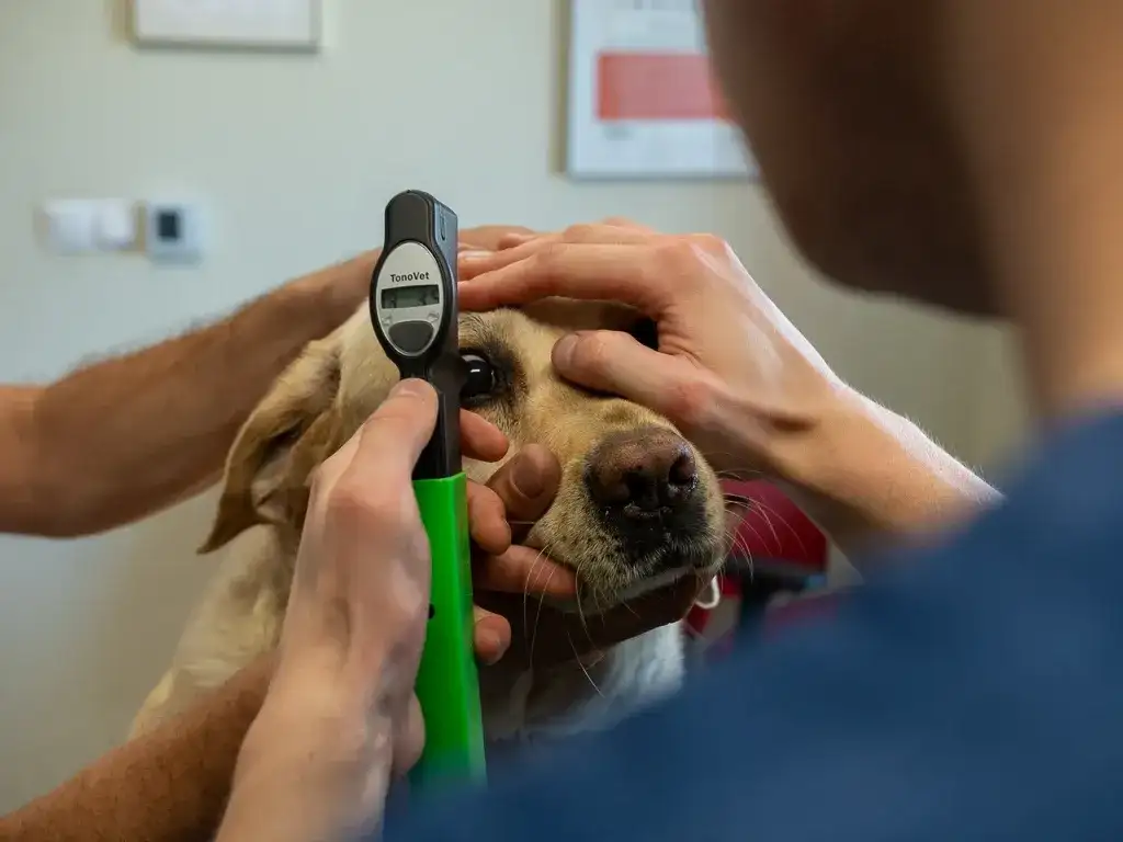 Weterynarz: Kiedy umówić wizytę, a kiedy jechać od razu?
