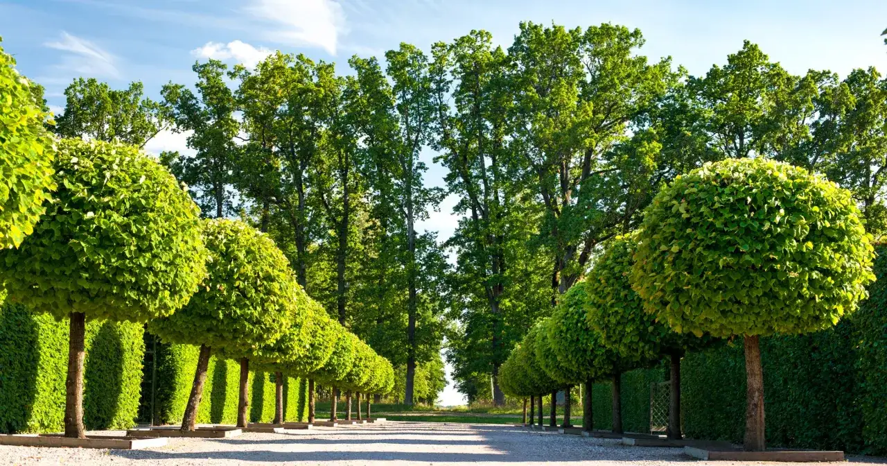 Drzewa do ogrodu: Jak wybrać idealne? Uniknij 7 błędów!