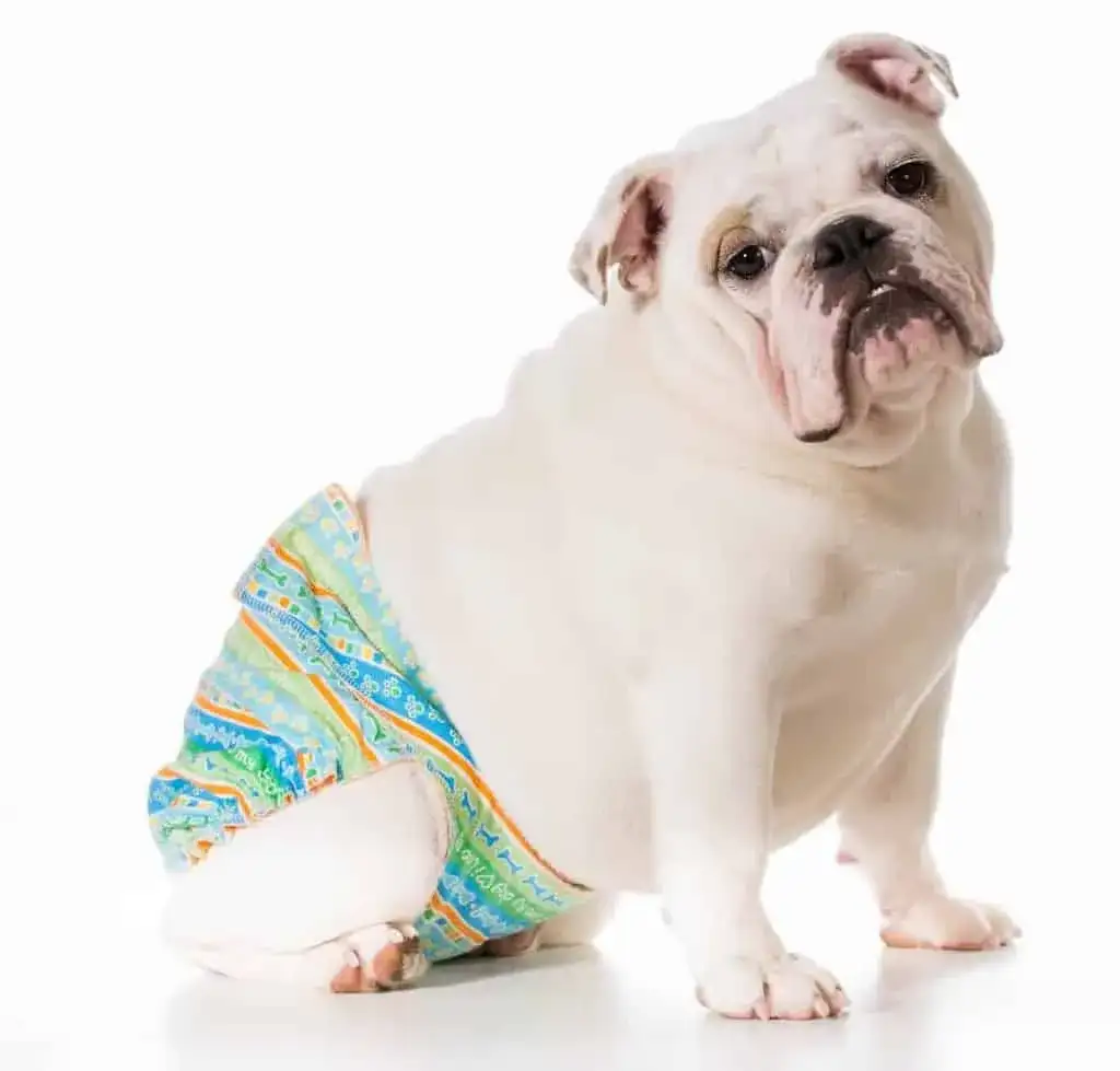 Cieczka u psa: Objawy, cykl i co to oznacza dla twojego pupila