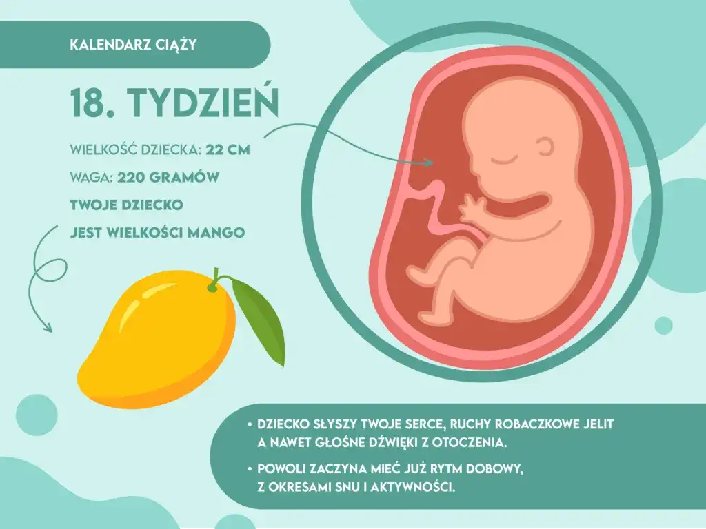 18 tydzień ciąży: jak wygląda dziecko i co warto wiedzieć o jego rozwoju