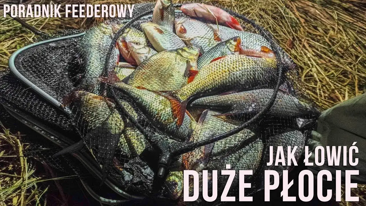 Sensas Gros Gardons: Sekret łowienia dużych płoci - Poradnik