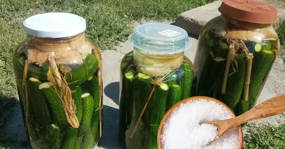 Jakiej soli używać do kiszenia ogórków, aby uniknąć niepowodzeń?