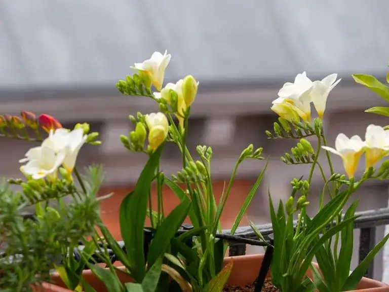 Jak pielęgnować frezje w doniczce, aby pięknie kwitły przez cały sezon