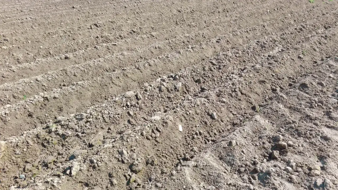 Kiedy sadzić ziemniaki na wczesne, aby uniknąć przymrozków?