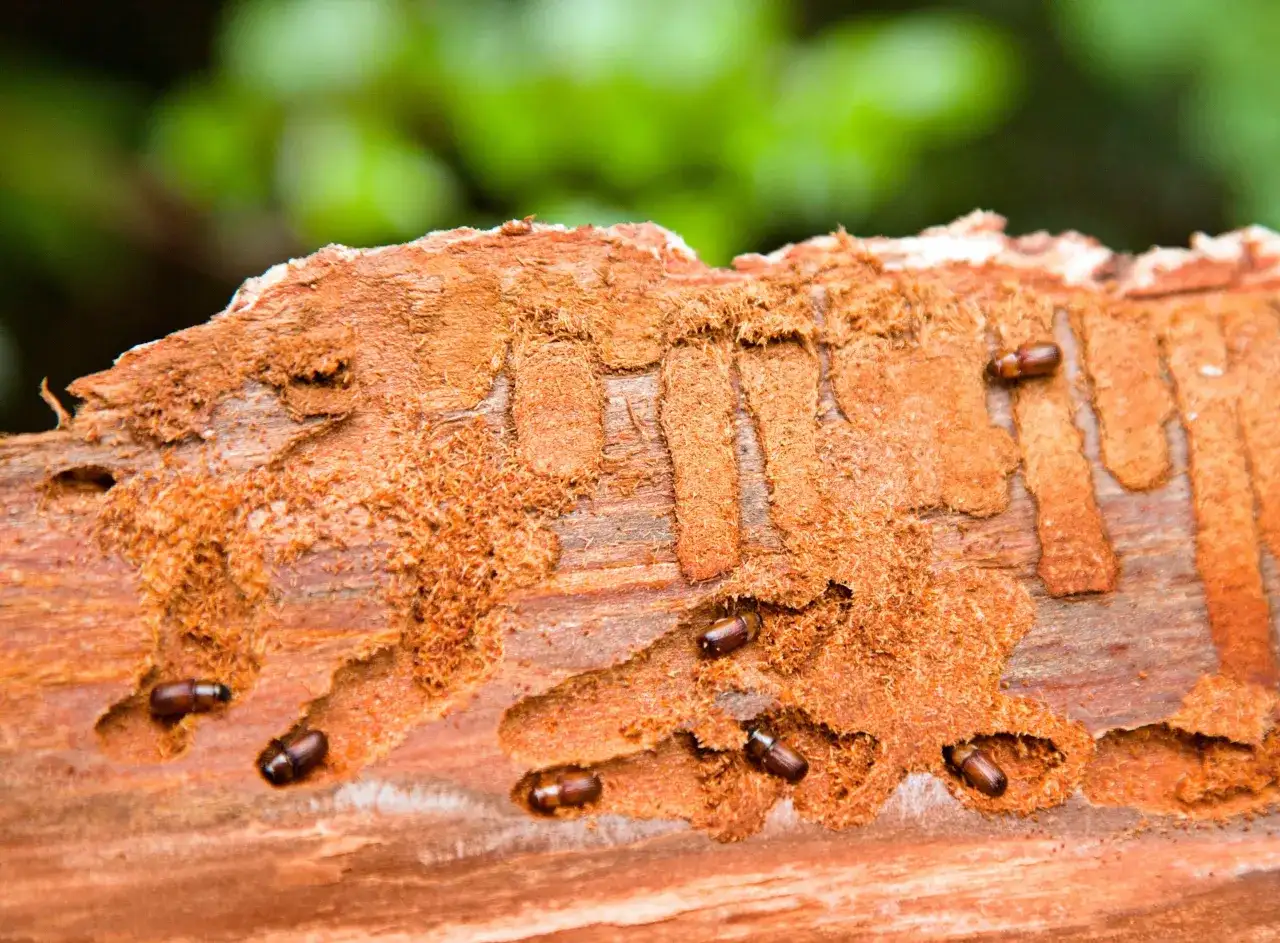 Korniki w meblach? Zwalcz szkodniki drewna: DIY czy profesjonalista.