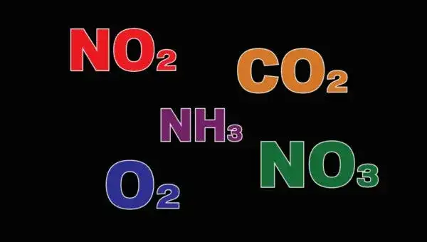 Czym są azotyny (NO2) w akwarium? Zrozumienie cyklu azotowego i kontrola poziomu