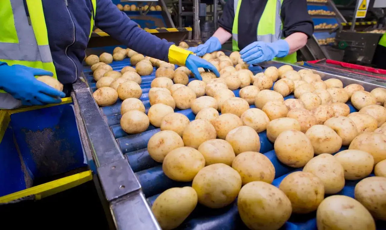 Czy można przewieźć ziemniaki do Niemiec bez ryzyka kar? Ważne informacje
