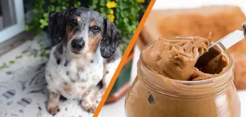Czy psy mogą jeść masło orzechowe? Sprawdź, co musisz wiedzieć!