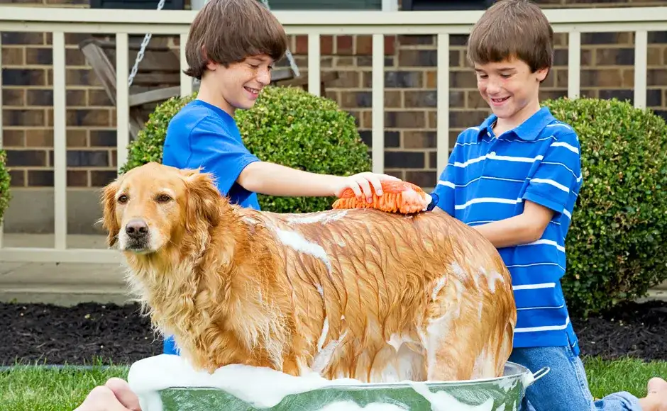 Pielęgnacja sierści golden retrievera: Poradnik Martyny Pawlak