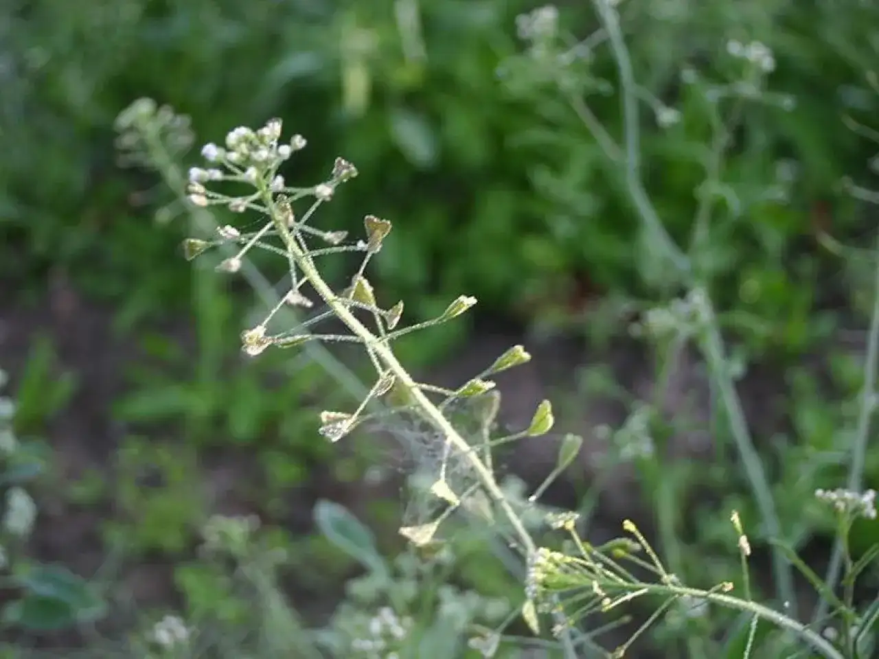 Najczęstsze pospolite szarozielone chwasty, które musisz znać